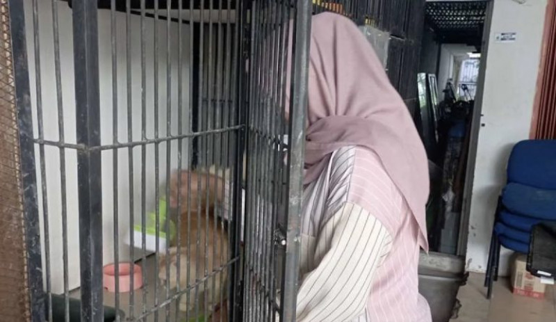 Penitipan kucing di Banda Aceh meningkat jelang Lebaran