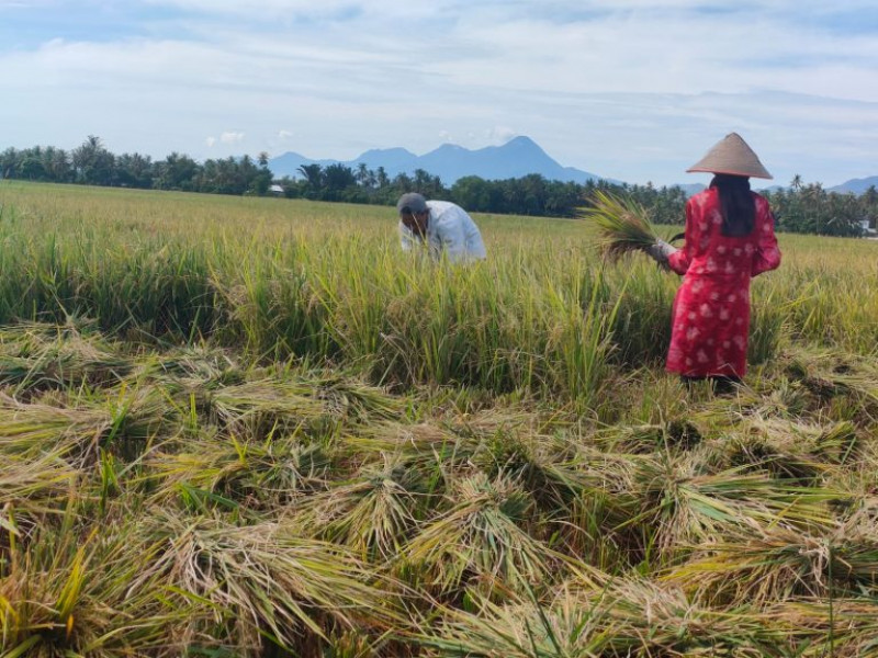 Harga Gabah Naik ke Level Rp 7000