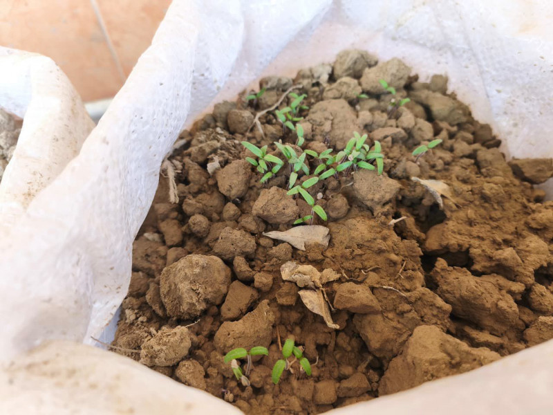 Bibit Sudah Tumbuh di Atas Lumpur Sisa Banjir, Kapolda Aceh Wujudkan Ketahanan Pangan Warga Aceh Tamiang